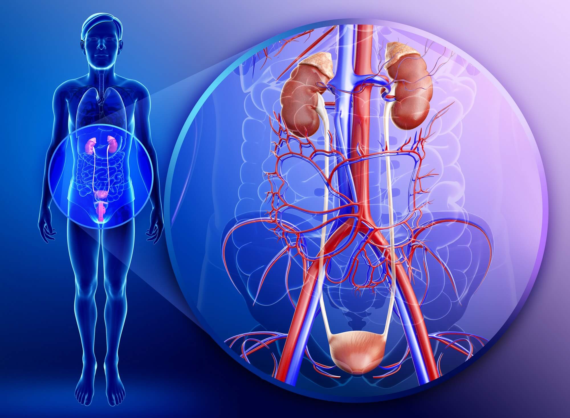 Anatomija bubrega i mokraćnog sustava    